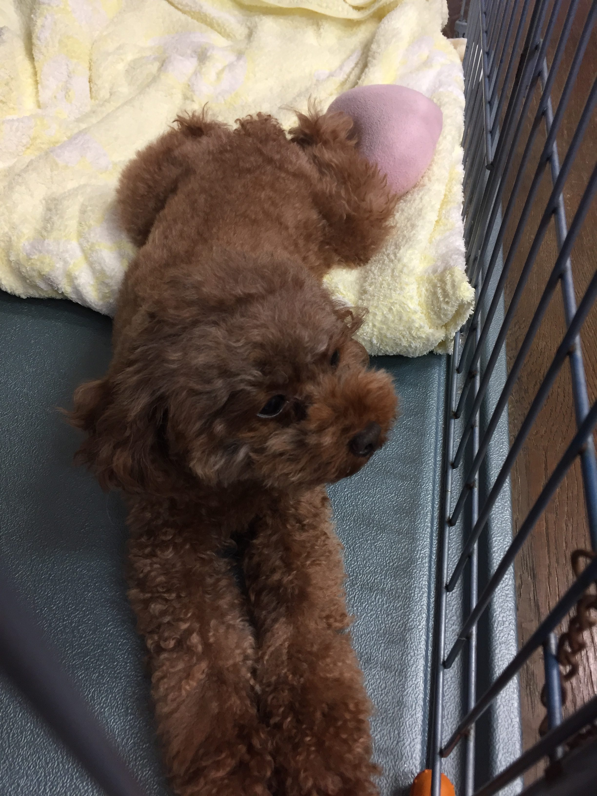 本日は犬派の方に・・・🐩