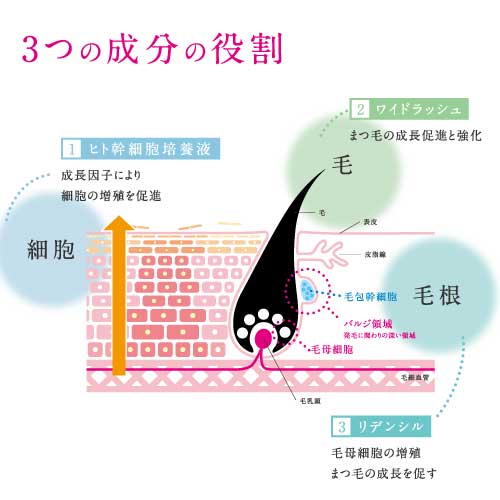 ラッシュグランディール ヒト幹まつ毛美容液 3本セット / ヘアジェンヌ